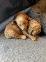 Labradoodle Puppies for sale in Midland, Michigan. price: $1,900