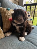 Labradoodle Puppies for sale in Crossville, TN 38571, USA. price: $1,500