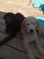 Labradoodle Puppies for sale in Austin, Minnesota. price: $1,000