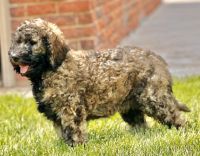 Labradoodle Puppies for sale in Amarillo, Texas. price: $1,200