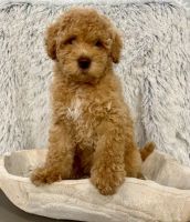 Labradoodle Puppies for sale in Peoria, AZ, USA. price: $1,250