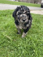 Labradoodle Puppies for sale in Constableville, New York. price: $1,800