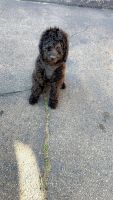 Labradoodle Puppies for sale in Meriden, Connecticut. price: $750