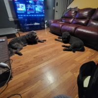 Labradoodle Puppies for sale in Savannah, Georgia. price: $500
