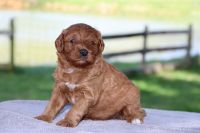 Labradoodle Puppies for sale in Myersville, Maryland. price: $1,250