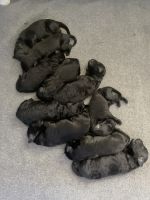 Labradoodle Puppies for sale in Sylva, North Carolina. price: $1,500