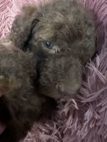 Labradoodle Puppies for sale in Ocala, Florida. price: $1,200