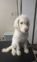Labradoodle Puppies for sale in Ridgeland, Mississippi. price: $300