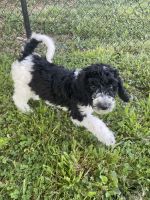 Labradoodle Puppies for sale in China Grove, North Carolina. price: $800