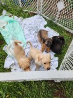 Labradoodle Puppies for sale in Spokane, Washington. price: $800