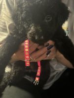 Labradoodle Puppies for sale in Janesville, Minnesota. price: $200