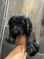 Labradoodle Puppies for sale in Lavonia, Georgia. price: $400