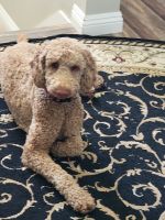 Labradoodle Puppies for sale in Cypress, California. price: $750