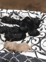 Labradoodle Puppies for sale in Frederick, Maryland. price: $500
