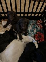 Labradoodle Puppies for sale in Ft. Myers, Florida. price: $400