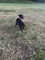Labradoodle Puppies for sale in Tampa, Florida. price: $200