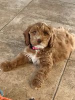beautiful labradoodle puppy