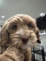 beautiful labradoodle puppy