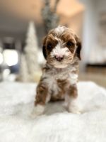 Labradoodle Puppies for sale in Clovis, CA, USA. price: $3,500