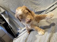 Labradoodle Puppies for sale in Jurupa Valley, CA, USA. price: $1,000