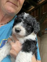 Labradoodle Puppies for sale in Molalla, OR 97038, USA. price: $2,500