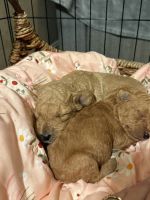 Labradoodle Puppies for sale in Fresno, CA, USA. price: $1,350