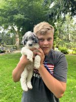 Labradoodle Puppies for sale in Molalla, OR 97038, USA. price: $2,500