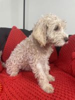 Cream Abstract Mini Labradoodle