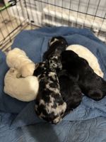 Labradoodle Puppies for sale in Pleasant Garden, NC, USA. price: $900