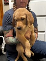 Labradoodle Puppies for sale in Suffolk, VA 23435, USA. price: $700