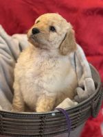Labradoodle Puppies for sale in Williamson, GA 30292, USA. price: NA
