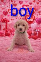 Labradoodle Puppies for sale in Hendersonville, NC 28792, USA. price: $1,000