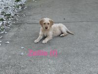 Labradoodle Puppies for sale in Lecanto, FL 34461, USA. price: $800