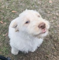 Labradoodle Puppies for sale in Lecanto, FL 34461, USA. price: $700