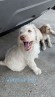 Labradoodle Puppies for sale in Lecanto, FL 34461, USA. price: $1,000