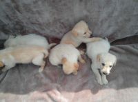 Labradoodle Puppies for sale in Belleville, ON K8N 4Z7, Canada. price: $600