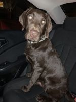 Chocolate Labrador