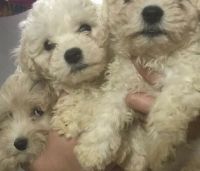 Labradoodle Puppies for sale in Toronto, ON, Canada. price: $1,500