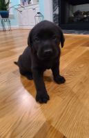 AKC Lab Puppies