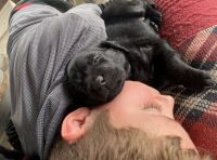 AKC Black Lab Puppies