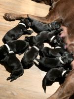 Black Lab Puppies!