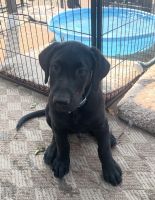 3 Male Labrador pups