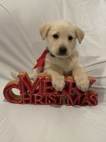 Golden lab German shepherd cross