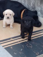 Labrador Retriever Puppies for sale in 6, Jaipur Golden Hospital Rd, Pocket 1, Sector 3A, Rohini, Delhi, 110085, India. price: 7,000 INR