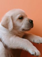Labrador Retriever Puppies for sale in Dhanaura, Uttar Pradesh 244231, India. price: 6,999 INR
