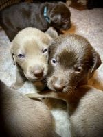 Chocolate lab puppies