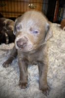 Chocolate lab puppies