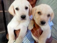 Labrador Retriever Puppies for sale in Kolar Gold Fields, Karnataka, India. price: 7000 INR