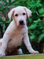 Labrador Retriever Puppies for sale in Ambalappadi-Cherukulam Rd, Eranhikkal, Kozhikode, Kerala 673317, India. price: 5,000 INR