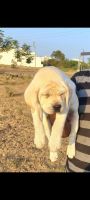 Labrador Retriever Puppies for sale in Latur, Maharashtra, India. price: 16000 INR